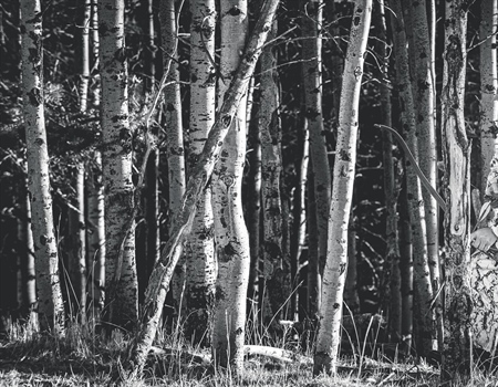 Hunting Photography with Tony Bynum