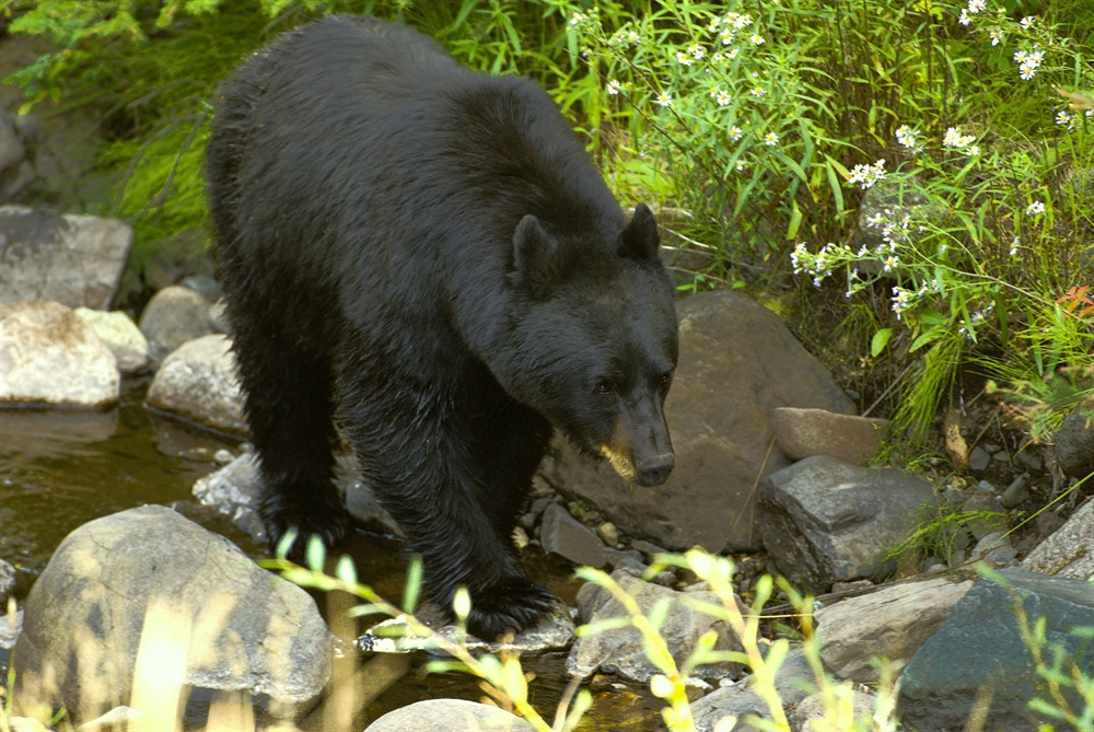 WA Spring Bear Next Steps