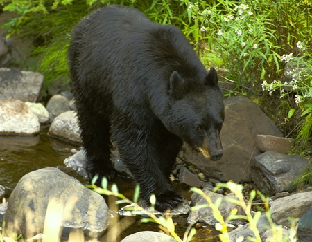 WA Spring Bear Next Steps