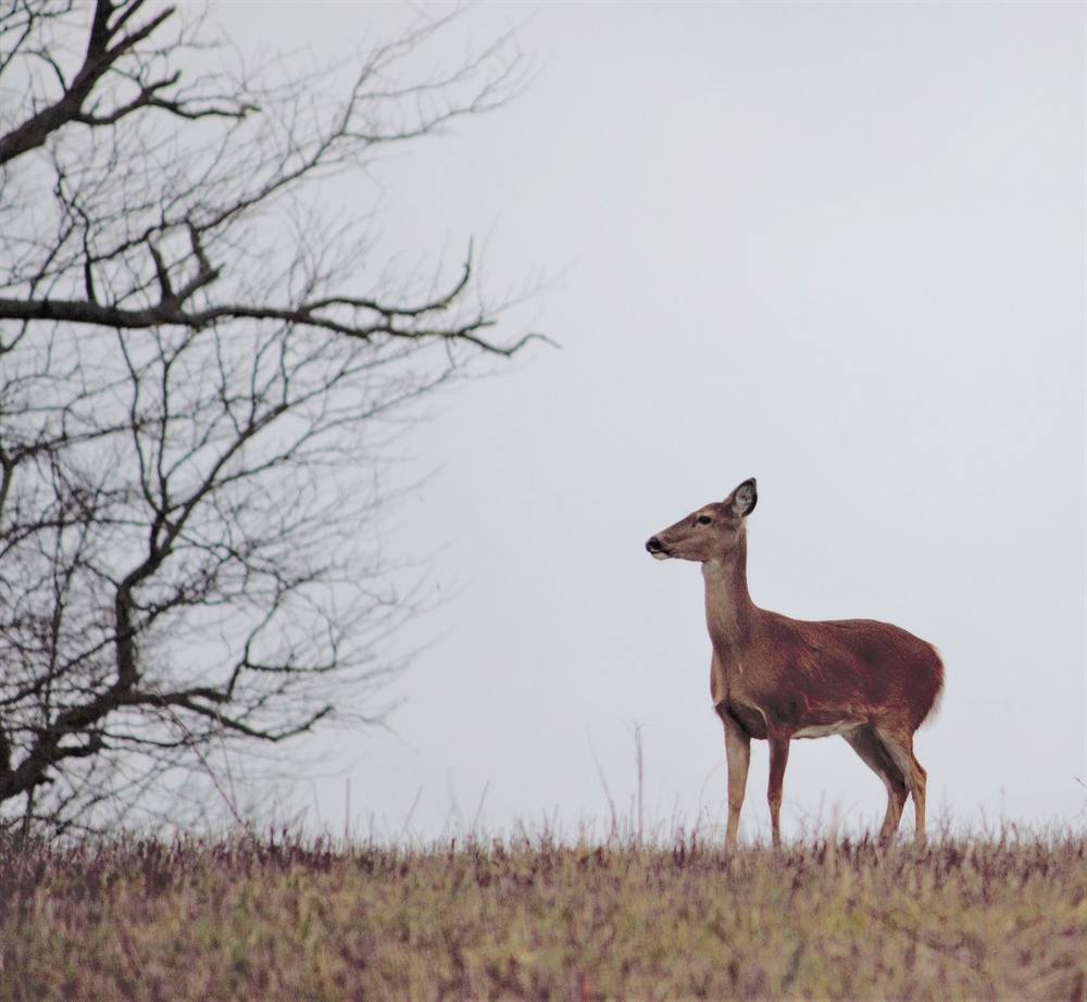 CWD Research, Management Bill Advanced by House of Representatives