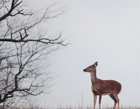 CWD Research, Management Bill Advanced by House of Representatives