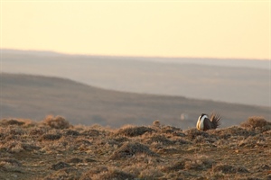 It's Time to Recover Our Wildlife