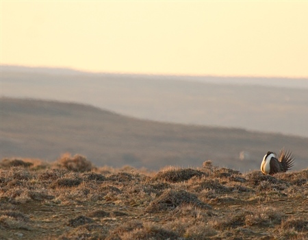 It's Time to Recover Our Wildlife