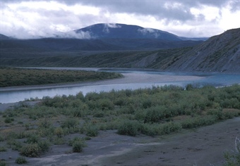 Western Arctic Caribou Herd Update