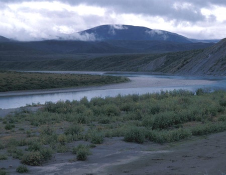 Western Arctic Caribou Herd Update