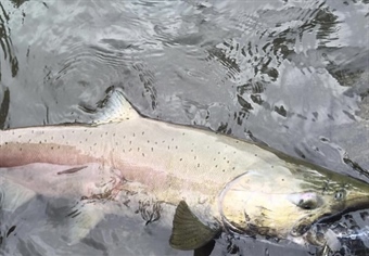 Susitna Basin Recreation Rivers