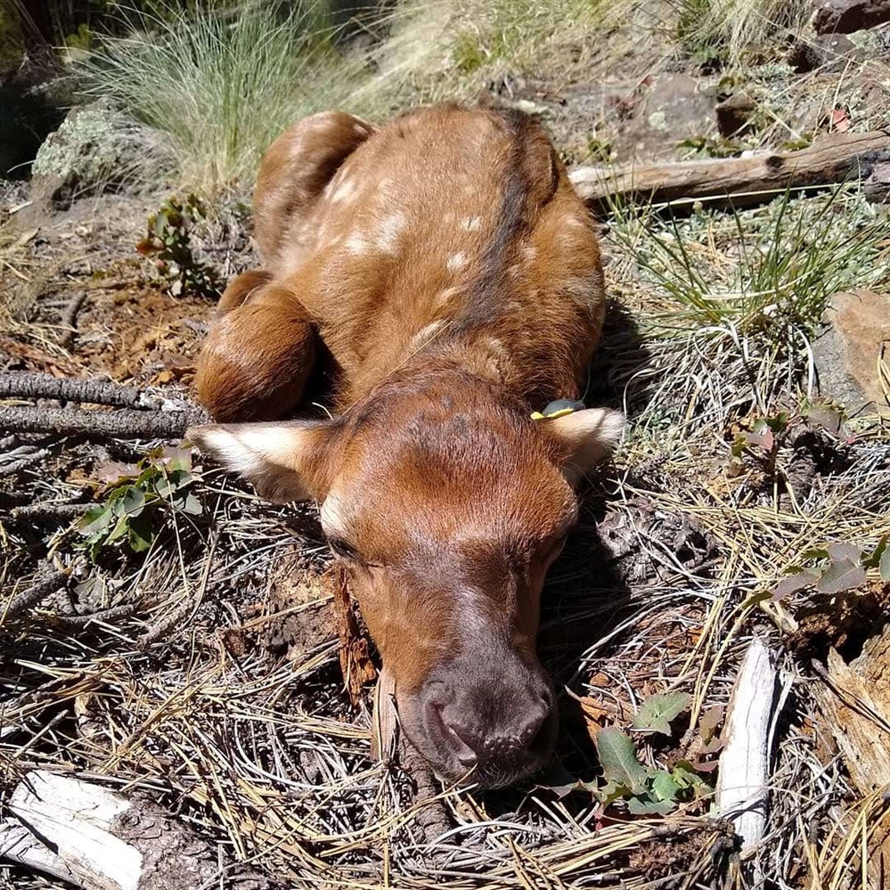 Trails vs. Elk: “They’re Just Dying Off”