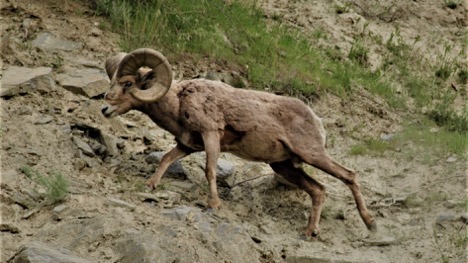 WA Chapter Provides Back-To-Back Support for the Swakane Herd