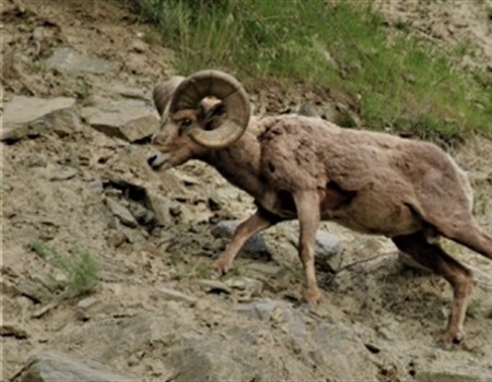 WA Chapter Provides Back-To-Back Support for the Swakane Herd