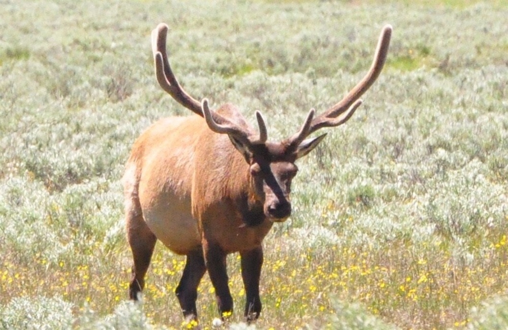 2 more ranches given free bull elk tags for providing public access