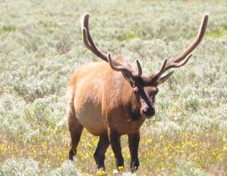 2 more ranches given free bull elk tags for providing public access