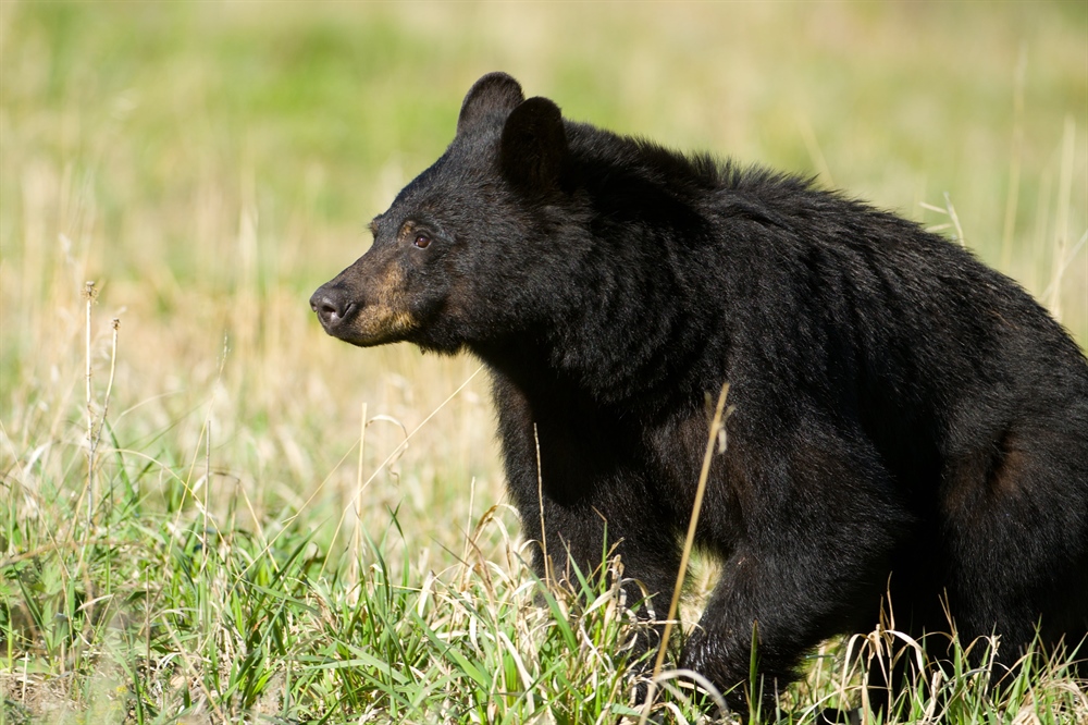 WA BHA Supports Continuation of the Spring Black Bear Season