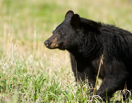 WA BHA Supports Continuation of the Spring Black Bear Season