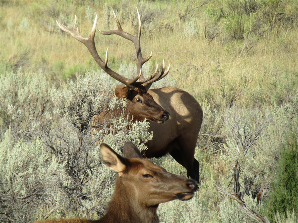 Why Hunt Rocky Mountain Elk? (Part II)