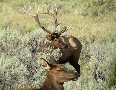 Why Hunt Rocky Mountain Elk? (Part II)