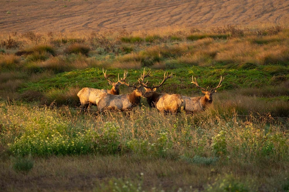 Say No to High Fence Game Farms in Alberta
