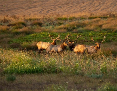 Say No to High Fence Game Farms in Alberta