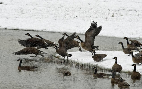 Alaska BHA Supports Bering Coalfields Land Acquisition