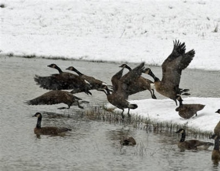 Alaska BHA Supports Bering Coalfields Land Acquisition