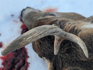 A Freezer Too Full