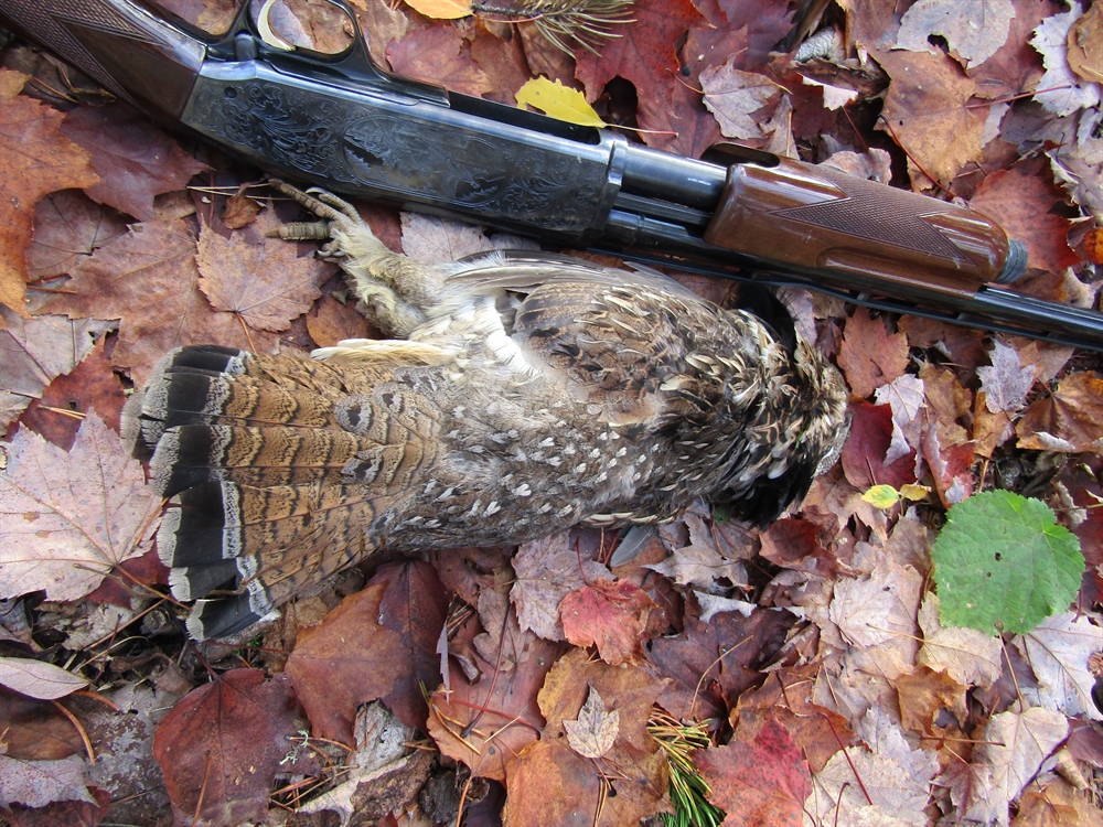 Hunting Boundary Waters Grouse (& Sulfide Mines)