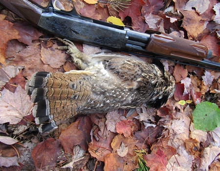 Hunting Boundary Waters Grouse (& Sulfide Mines)