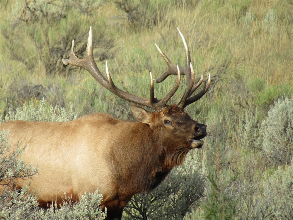 Why Hunt Rocky Mountain Elk?  (Part I)
