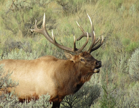 Why Hunt Rocky Mountain Elk?  (Part I)