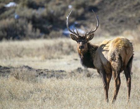 Landowner access agreements stir up commission, elk hunters
