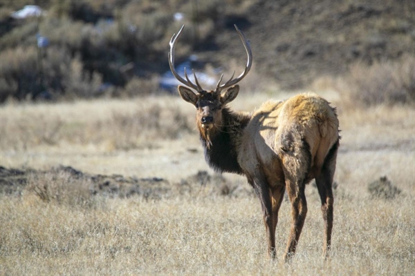 Landowner access agreements stir up commission, elk hunters