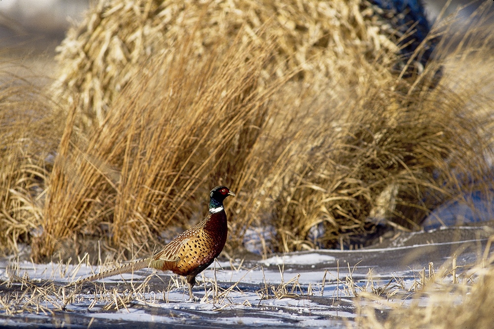 Support the Recovering America's Wildlife Act