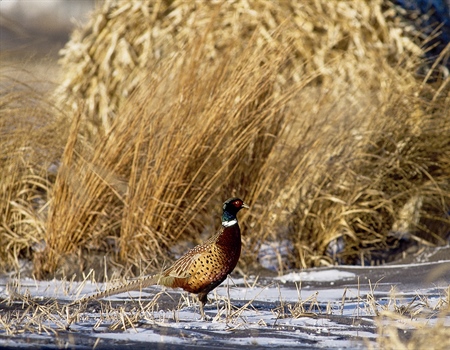 Support the Recovering America's Wildlife Act