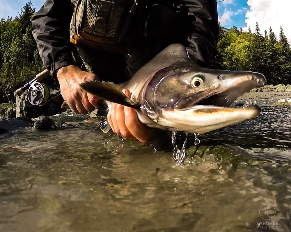 Bristol Bay, Alaska, Home to World’s Largest Wild Salmon Fishery, Could Be Permanently Protected