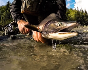 Bristol Bay, Alaska, Home to World’s Largest Wild Salmon Fishery, Could Be Permanently Protected