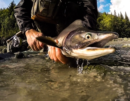 Bristol Bay, Alaska, Home to World’s Largest Wild Salmon Fishery, Could Be Permanently Protected