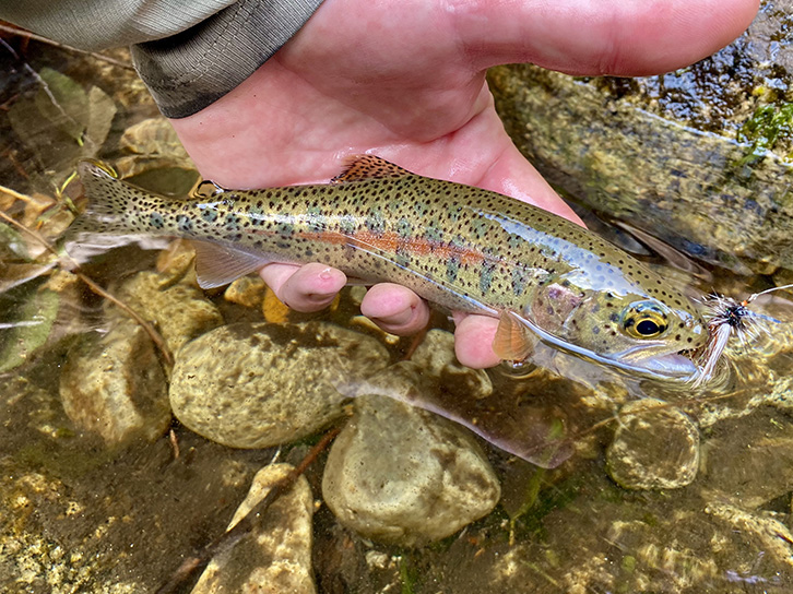 Western Native Trout Challenge: BHA Member Update!