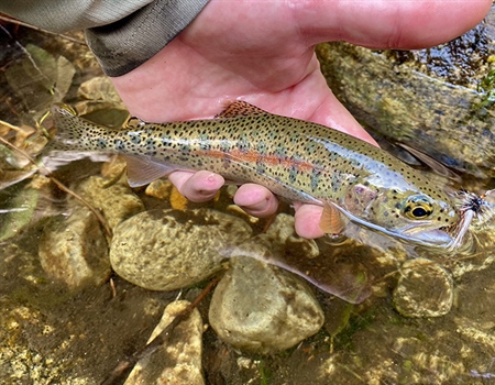 Western Native Trout Challenge: BHA Member Update!