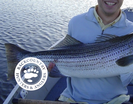 Update on Atlantic Striped Bass Conservation from NE and NY BHA