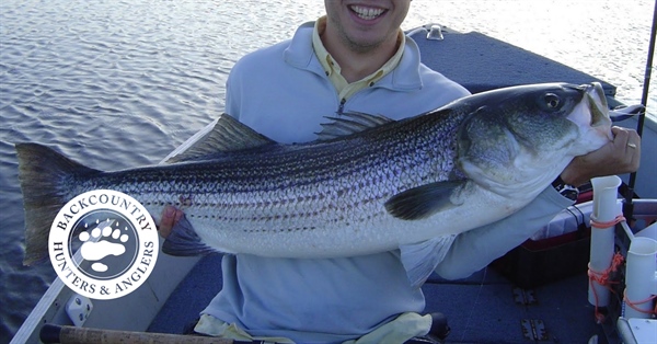 Update on Atlantic Striped Bass Conservation from NE and NY BHA