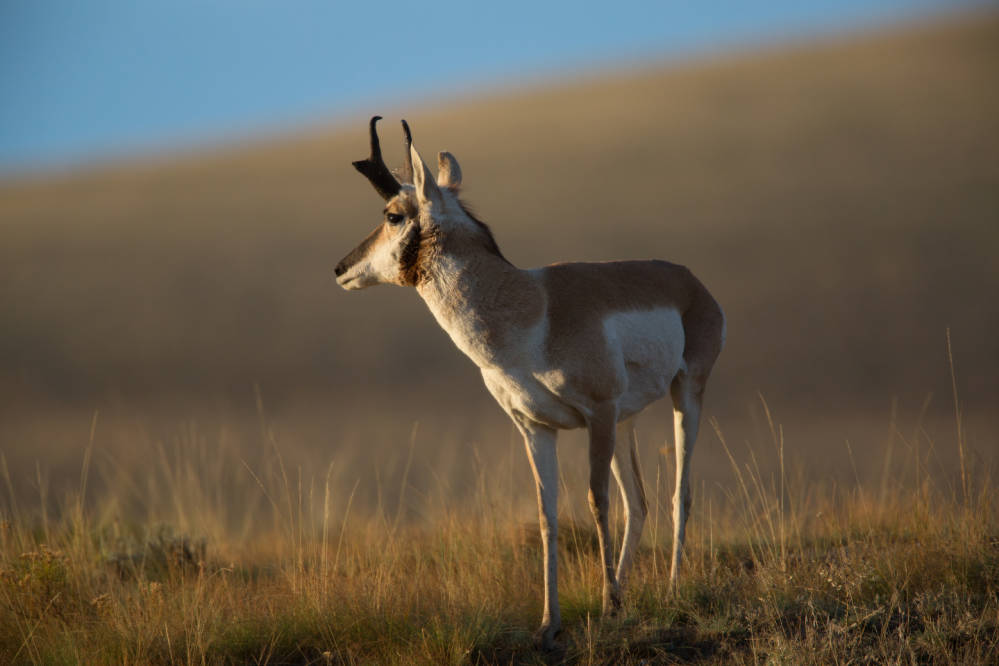Hunters Welcome Expansion of Public Hunting Access on Colorado State Trust Lands