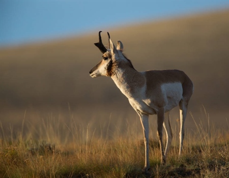 Hunters Welcome Expansion of Public Hunting Access on Colorado State Trust Lands