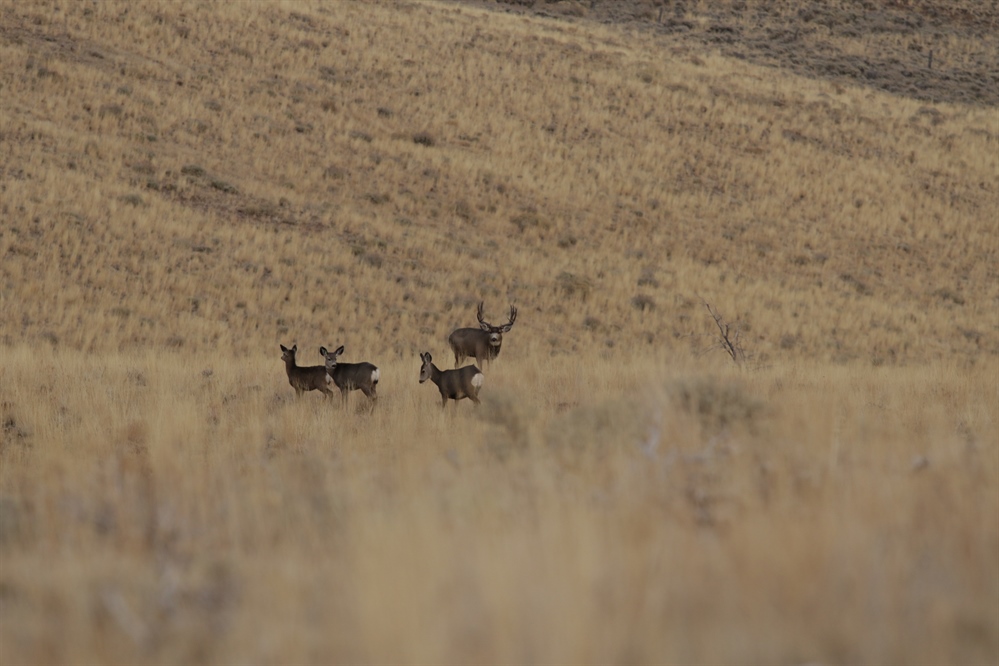 Governor Sisolak Signs Executive Order to Conserve Migration Corridors and Wildlife Habitiat