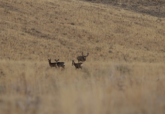 Governor Sisolak Signs Executive Order to Conserve Migration Corridors and Wildlife Habitiat