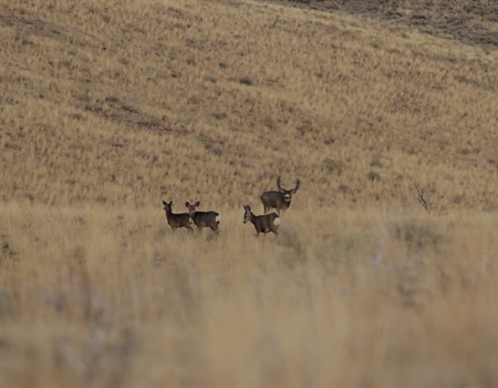 Governor Sisolak Signs Executive Order to Conserve Migration Corridors and Wildlife Habitiat