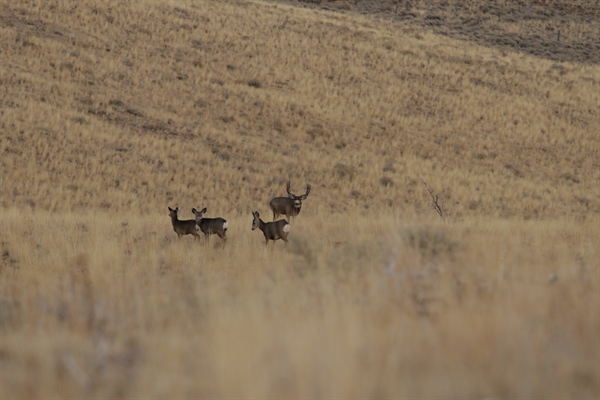 Governor Sisolak Signs Executive Order to Conserve Migration Corridors and Wildlife Habitiat