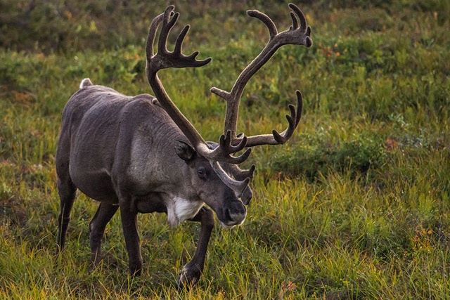 Alaska Subsistence Policy and WSA21-01