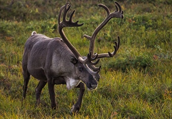 Alaska Subsistence Policy and WSA21-01