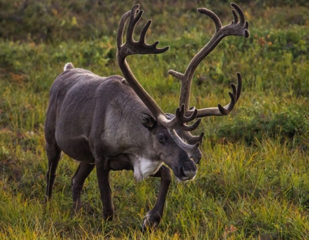 Alaska Subsistence Policy and WSA21-01