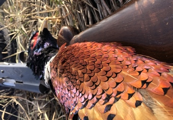 LETTER: Montana BHA Comments on Pheasant Stocking Proposals