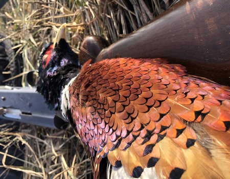 LETTER: Montana BHA Comments on Pheasant Stocking Proposals
